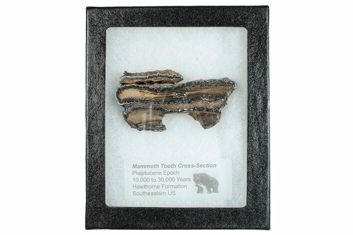 Mammoth Molar Slice With Case - South Carolina #291079